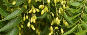 Manufacturers Exporters and Wholesale Suppliers of neem oil manufacturers Surat Gujarat