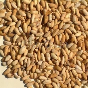 Manufacturers Exporters and Wholesale Suppliers of NEEM SEEDS Banaskantha Gujarat