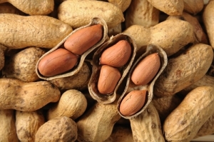 Peanut kernel Manufacturer Supplier Wholesale Exporter Importer Buyer Trader Retailer in Surat Gujarat India