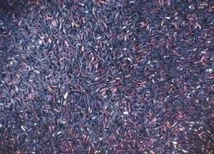 Organic Black rice Manufacturer Supplier Wholesale Exporter Importer Buyer Trader Retailer in Guwahati Assam India