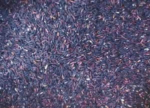 Manufacturers Exporters and Wholesale Suppliers of Organic Black rice Guwahati Assam