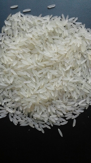 Manufacturers Exporters and Wholesale Suppliers of PR-11 Creamy/White Sella Rice Ghaziabad Uttar Pradesh PR-11 Creamy/White Sella Rice