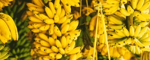 Manufacturers Exporters and Wholesale Suppliers of Banana Farming Supaul Bihar