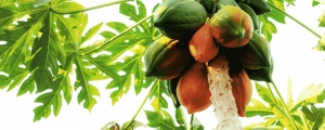 Papaya Farming Manufacturer Supplier Wholesale Exporter Importer Buyer Trader Retailer in Supaul Bihar India