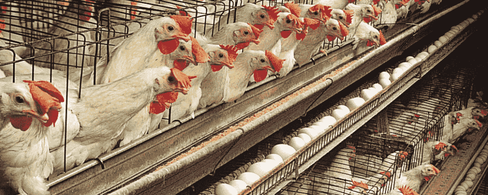 Manufacturers Exporters and Wholesale Suppliers of Poultry farming Supaul Bihar