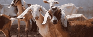 Manufacturers Exporters and Wholesale Suppliers of Goat Farming Supaul Bihar