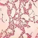 Manufacturers Exporters and Wholesale Suppliers of Phosphate Solubilizing Bacteria Hubli Karnataka