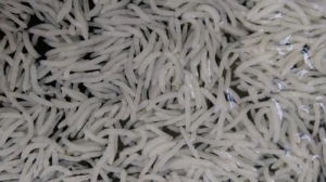 Manufacturers Exporters and Wholesale Suppliers of Pusa Steam Ghaziabad Uttar Pradesh