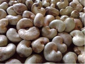 Raw Cashew Nuts in Shell Manufacturer Supplier Wholesale Exporter Importer Buyer Trader Retailer in Nairobi Nairobi Kenya