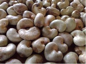 Raw Cashew Nuts In Shell