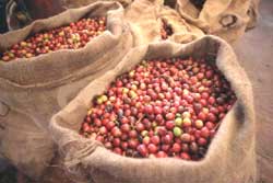 Raw Coffee Beans