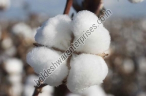 Manufacturers Exporters and Wholesale Suppliers of ROW COTTON Kutch Gujarat