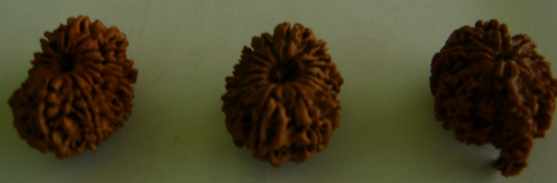 Ek Mukhi Rudraksha