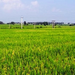 Manufacturers Exporters and Wholesale Suppliers of Agriculture Land Moradabad 