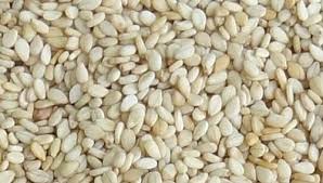 Sesame Seeds Manufacturer Supplier Wholesale Exporter Importer Buyer Trader Retailer in U.P. Uttar Pradesh India