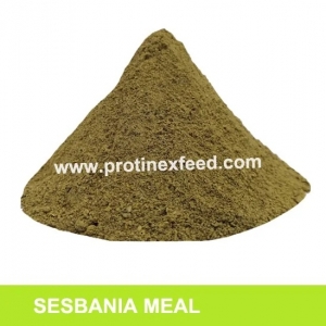 Manufacturers Exporters and Wholesale Suppliers of Sesbania Meal Barmer Rajasthan