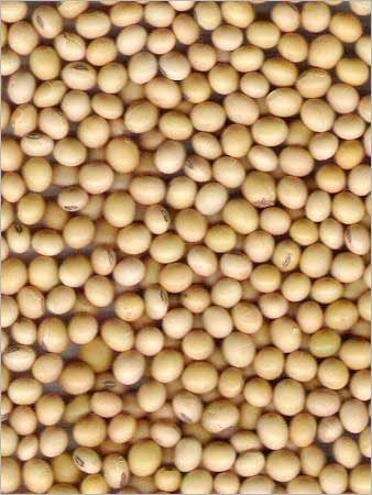 Soya Bean Seeds