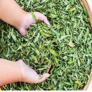 Stevia Dry Leaves Manufacturer Supplier Wholesale Exporter Importer Buyer Trader Retailer in Sunam Punjab India