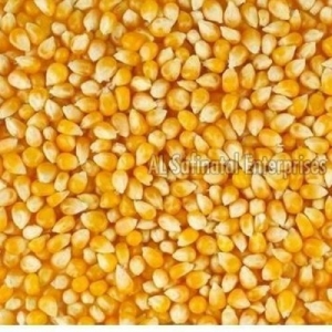 SWEET CORN SEEDS Manufacturer Supplier Wholesale Exporter Importer Buyer Trader Retailer in KACHCHH Gujarat India