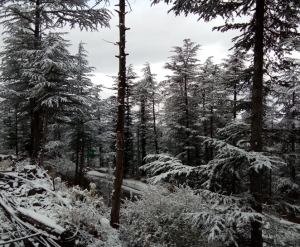 Tour Packages Services in Shimla Himachal Pradesh India