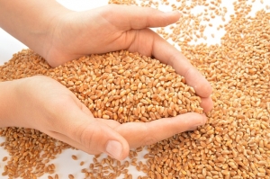 Manufacturers Exporters and Wholesale Suppliers of Wheat Aligarh Uttar Pradesh