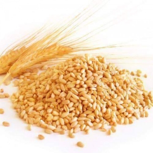 Wheat Grain Manufacturer Supplier Wholesale Exporter Importer Buyer Trader Retailer in Hisar Haryana India
