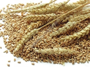 Manufacturers Exporters and Wholesale Suppliers of WHEAT Kutch Gujarat