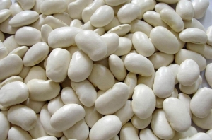 Manufacturers Exporters and Wholesale Suppliers of White Bean Bilaspur 