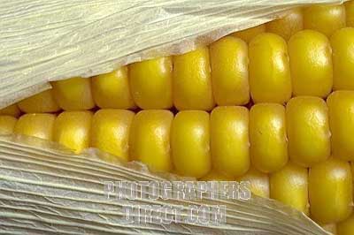 Yellow Maize Grain
