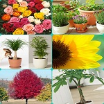 Fresh Flowers, Plants & Trees Manufacturer Supplier Wholesale Exporter Importer Buyer Trader Retailer