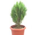 Kaner Plants Manufacturer Supplier Wholesale Exporter Importer Buyer Trader Retailer