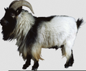 Kota Goat Manufacturer Supplier Wholesale Exporter Importer Buyer Trader Retailer