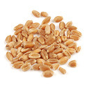 Wheat Seeds Manufacturer Supplier Wholesale Exporter Importer Buyer Trader Retailer