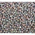 Pigeon Pea Seeds Manufacturer Supplier Wholesale Exporter Importer Buyer Trader Retailer