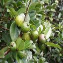 Guava Plants Manufacturer Supplier Wholesale Exporter Importer Buyer Trader Retailer