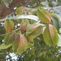 Arjuna Tree Manufacturer Supplier Wholesale Exporter Importer Buyer Trader Retailer