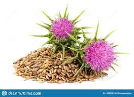 Silybum Marianum Seed Manufacturer Supplier Wholesale Exporter Importer Buyer Trader Retailer