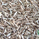 Adenium Seeds Manufacturer Supplier Wholesale Exporter Importer Buyer Trader Retailer