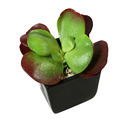 Succulent Plant Manufacturer Supplier Wholesale Exporter Importer Buyer Trader Retailer