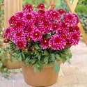 Dahlia Plant Manufacturer Supplier Wholesale Exporter Importer Buyer Trader Retailer