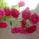 Button Rose Manufacturer Supplier Wholesale Exporter Importer Buyer Trader Retailer