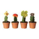 Cactus Plants Manufacturer Supplier Wholesale Exporter Importer Buyer Trader Retailer