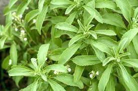 Stevia Leaf Manufacturer Supplier Wholesale Exporter Importer Buyer Trader Retailer