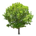 Oak Trees Manufacturer Supplier Wholesale Exporter Importer Buyer Trader Retailer