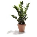 Zamia Plant Manufacturer Supplier Wholesale Exporter Importer Buyer Trader Retailer