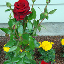 Hybrid Tea Rose Plant Manufacturer Supplier Wholesale Exporter Importer Buyer Trader Retailer