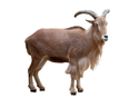 Barbari Goat Manufacturer Supplier Wholesale Exporter Importer Buyer Trader Retailer