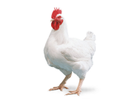 Broiler Chicken Manufacturer Supplier Wholesale Exporter Importer Buyer Trader Retailer