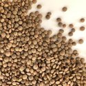Lentil Seeds Manufacturer Supplier Wholesale Exporter Importer Buyer Trader Retailer