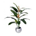 Heliconia Plant Manufacturer Supplier Wholesale Exporter Importer Buyer Trader Retailer